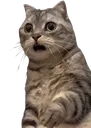 cat_shocked