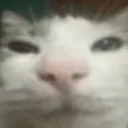 cat_smirk