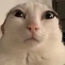 Zoned_Out_Cat