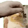 macking_cheese_pet