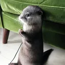 ottersideeyes ottersideeyes