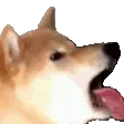 lickl lickl