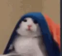 cat_hide