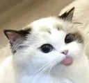 mlem