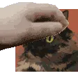 terrain_pet