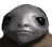stare