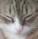 Novasleep