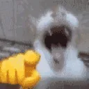 catlaugh catlaugh