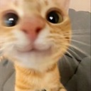 cb_orange_kitty Discord emoji