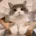 dance_cat