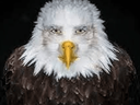 A bald eagle with piercing human eyes stares directly forward against a black background.
