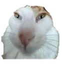 catsl