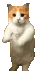 CatDance CatDance