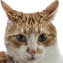 gooseSTARE