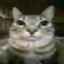 gato
