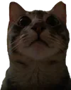 Tobias