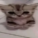 gatotristemuitotristemesmo