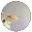 8884pedrocat