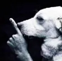 doghush doghush