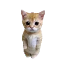 cat2