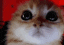 angrycat