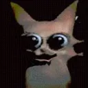 catstare