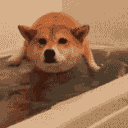 cheems_swim