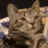 pA_CatPat
