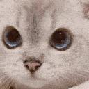 catnono