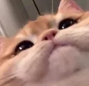 cat cat
