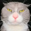 cat_emo1