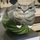 meloncat
