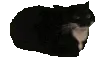 s1CatSpin