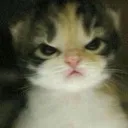 AngryKitty