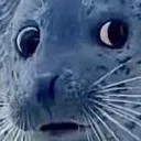 lookingseal10