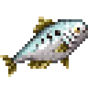 shad