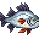 whitePerch
