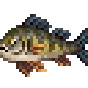 yellowPerch