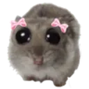 sadhammy