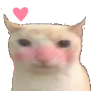 bruhcatblush