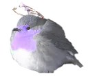 RobinBirb