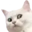 iSOS_confused_cat iSOS_confused_cat