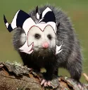 Moxxie_Possum