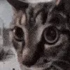 stares