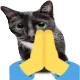 CatPray CatPray