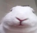 stupidbunny