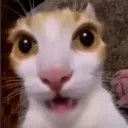 catshocked