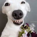 dogCheers