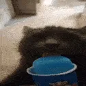 ice_cat