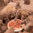 monkeyfeast